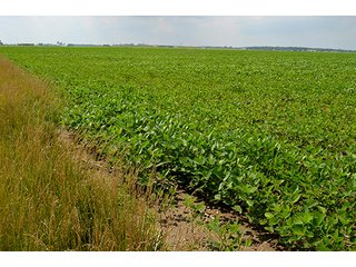 Property photo 16 - LAND AUCTION - 80+/- Acres offered in 1 Tract in Allen County
